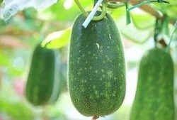 今日吃瓜每日必吃,每日必吃，揭秘娱乐圈新鲜事